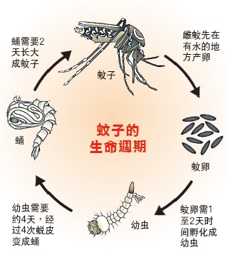 残酷一叮 第二篇 最具攻击性可致命 揭黑斑蚊底细 地方 星洲网sin Chew Daily