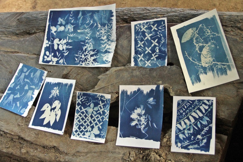 蓝晒把黎嘉玲的纺织作品记录下来，她开始仿效植物学家的做法，把花花草草加入，与自己的纺织作品一起印下来，记录自己当下的想法。（图：星洲日报）