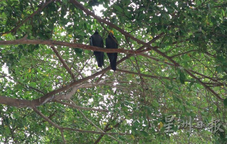 旅游区树上有许多乌鸦栖息，难以驱赶。