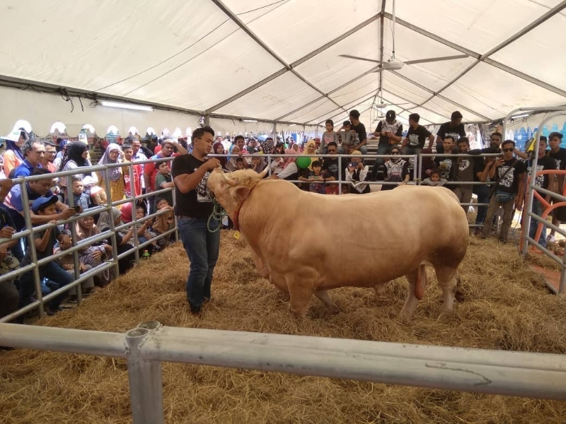 参赛者与牛只在选美比赛上进行互动环节。