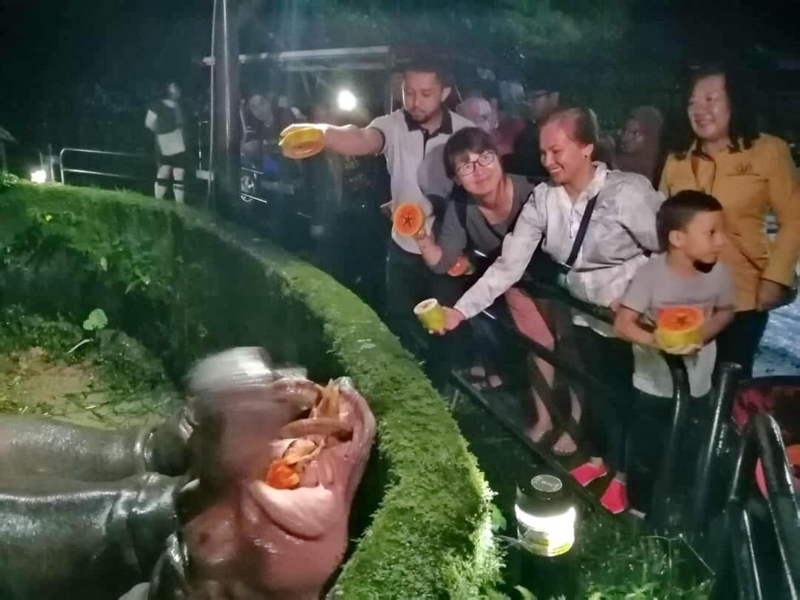 新加坡旅游局考察团成员一行人畅游夜间动物园，体验喂养河马的乐趣。

