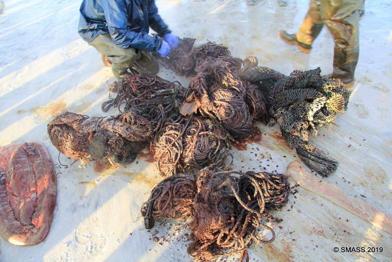 除了塑料瓶盖，也在鲸鱼腹中发现一捆捆的渔绳和其他杂物。（图：网络照）