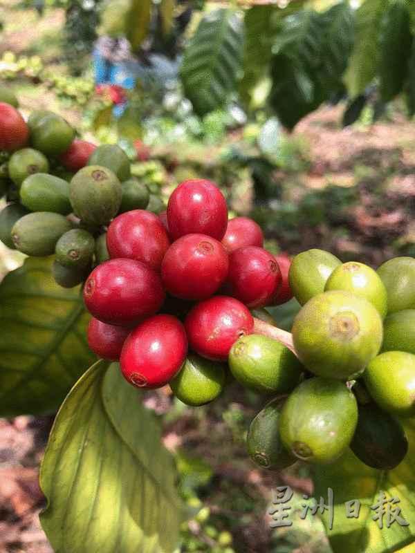 很多人并不知道沙巴也种植和生产阿拉比卡咖啡豆。