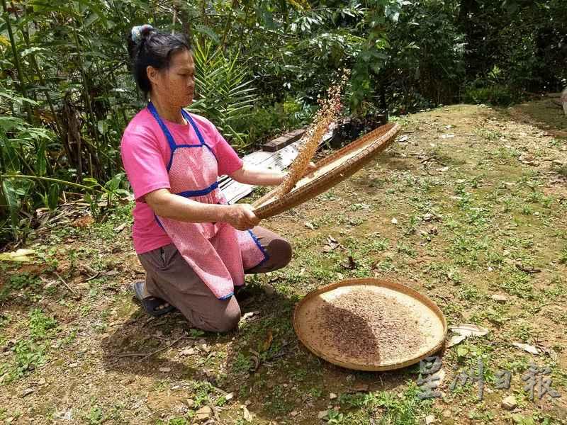 迈妮用竹编簸箕把咖啡豆和皮壳分开。