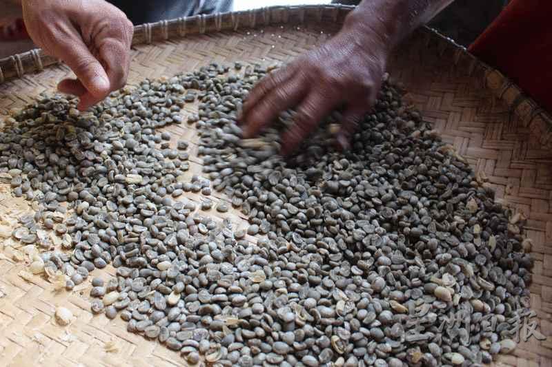 去壳后的咖啡生豆还要进行筛选淘汰不好的瑕玭豆。