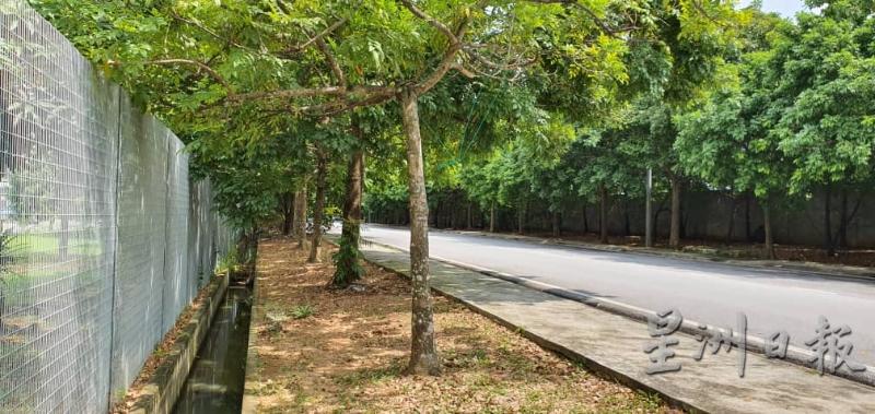 武吉拉惹罗达路住宅区虽设有围篱，惟围篱外围的大树却成了匪徒翻墙的一道“助力”。