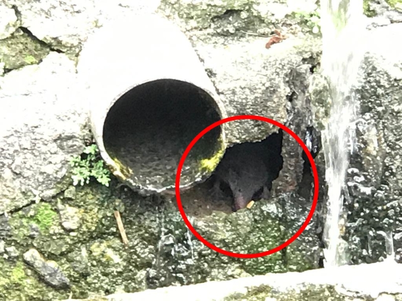 沟渠坑洞出现老鼠的踪影。