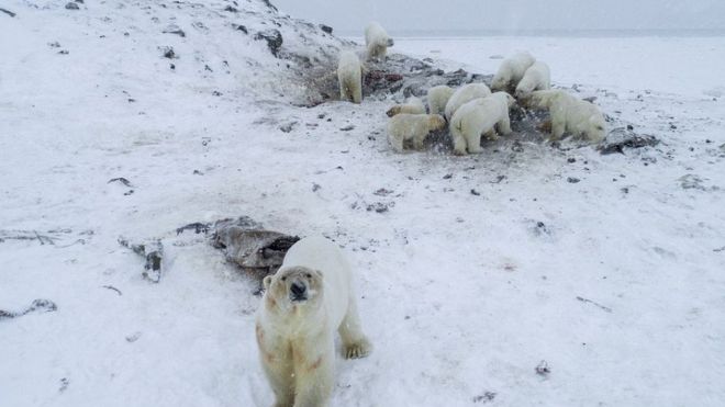 一群北极熊再次“来访”雷尔凯皮村，几乎都瘦骨嶙峋。（图：WWF）