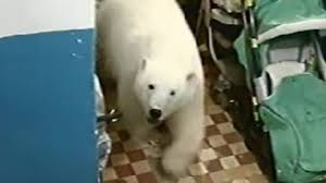 北极熊好奇闯进屋里，吓坏村民 。