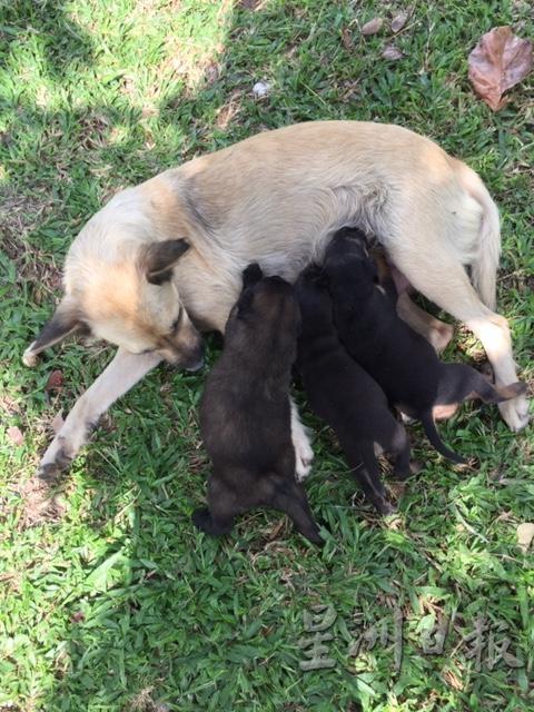 母狗一胎生理7只小狗，王楚芬发现它们时只剩下3只小狗在身旁。最左边的就是肥弟。