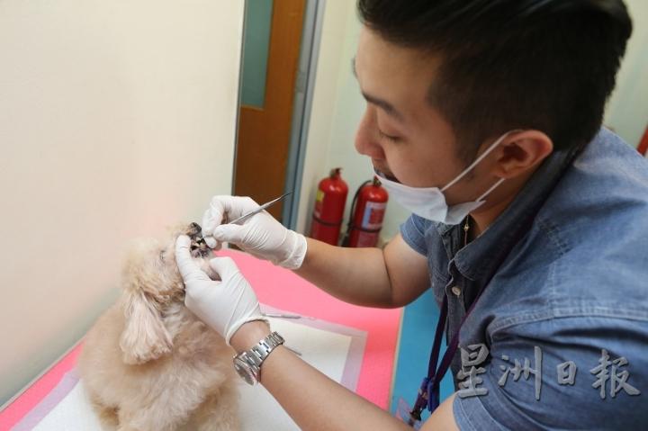 拥有10年洗牙经验的苏珉慷，在洗牙之前都会先与狗狗们沟通、安抚，让狗可以乖乖的让他洗牙。