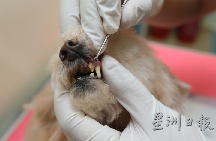 每只狗的性格与牙石情况都不一样，因此无麻醉洗牙要考验经验、眼力、手力，才能顺利完成洗牙过程。