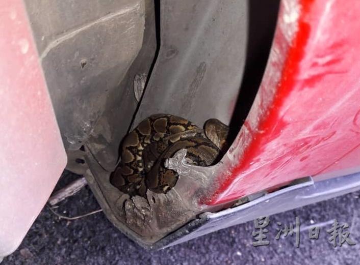 蟒蛇蜷缩在汽车轮辋附近，吓坏车主。（图：星洲日报）