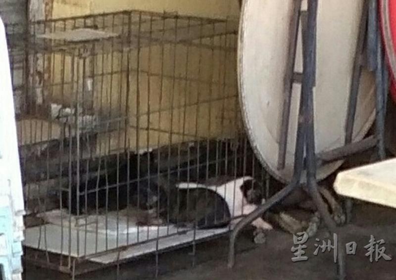 一些茶客发现,小狗被人关在铁笼里,母狗则自由走动。(图:星洲日报)