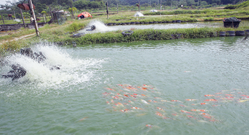 每個養殖池都裝有打氣機，確保魚兒獲得充足氧氣。