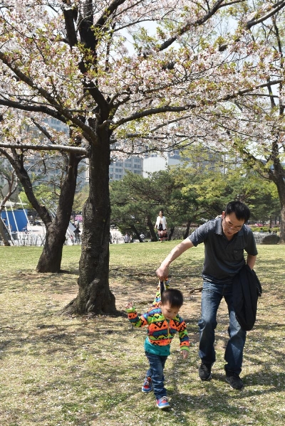 首尔汝矣岛公园内樱花树下爸爸正陪小孩学走路。（图/陈伟哲）