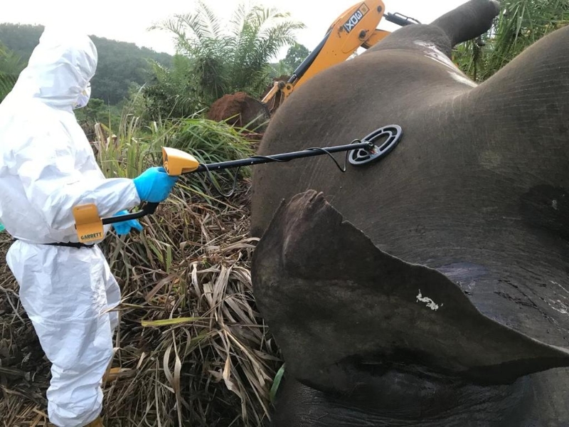 兽医使用金属探测器检验大象体内是否有金属物品如铅弹等。
