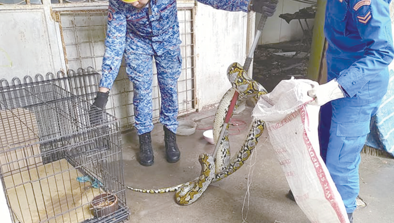 民防队成员到来协助捕捉蟒蛇。