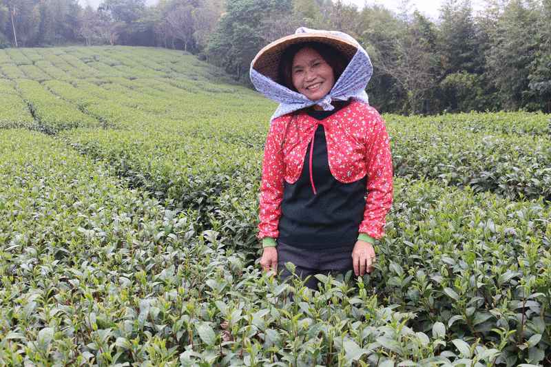 松山製茶厂的老闆娘幽默风趣，不吝向访客科普採茶叶的小秘诀。