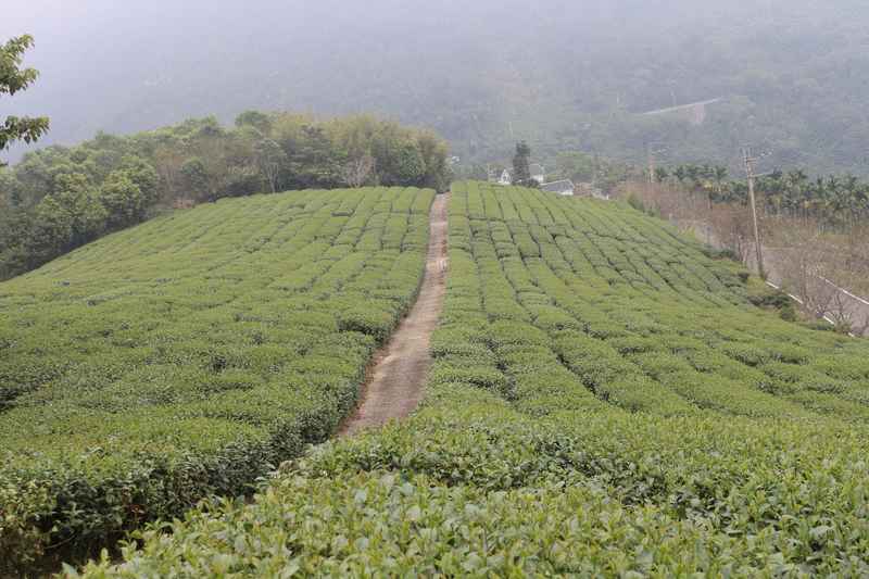 阿里山得天独厚的地理环境，孕育出大片优质茶园，松山製茶厂就是其中一间以优质茶叶闻名的茶园。
