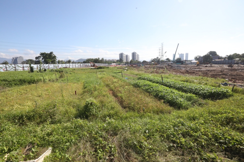 待数日后剩余的蔬菜收割后，黄文彬将会清理菜园，并把该片土地交还给发展商，作发展用途。