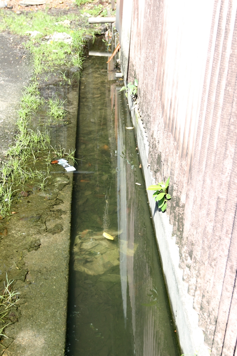 沟渠内的污水因阻塞后无法排出，滋生蚊虫，发出恶臭。