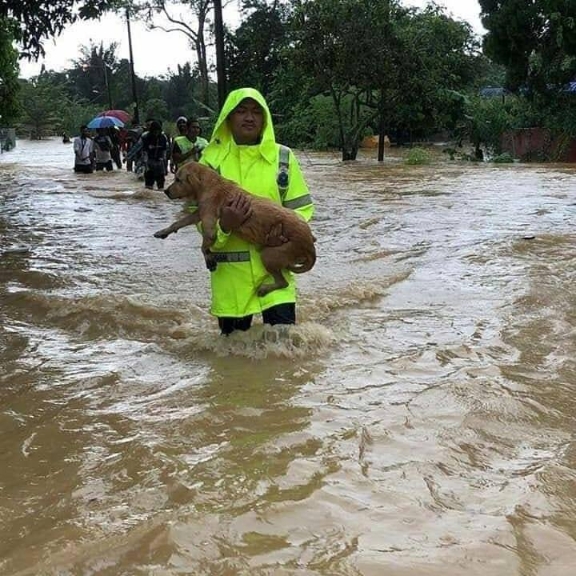这张警员救狗的照片，在水灾期间格外温暖人心。
