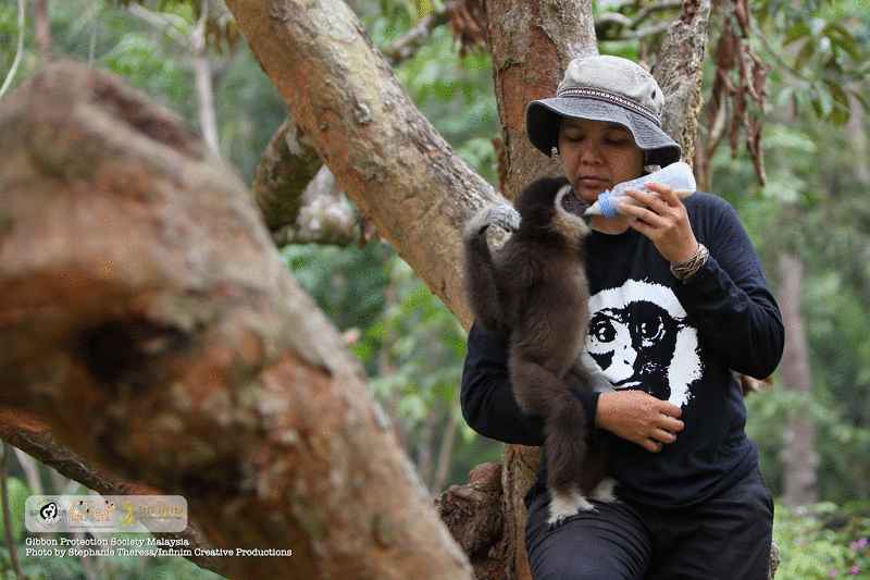 玛丽雅妮与马来西亚长臂猿保护协会团队必须细心照顾小长臂猿孤儿。（Stephanie Theresa/ Infinim Creative Productions提供照片）