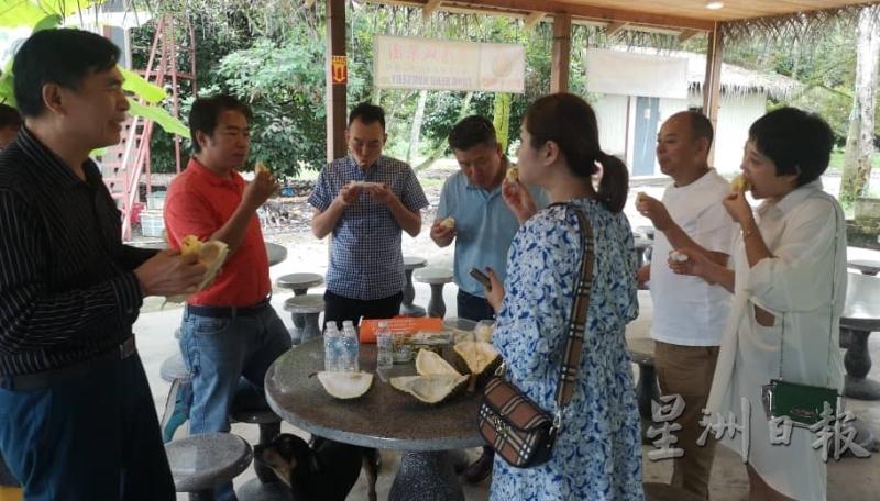 中国游客特地组团到唐城果苗场品尝美味的榴梿。