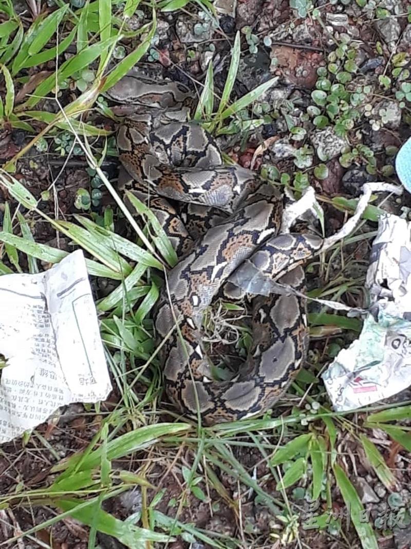 一条长约8呎的蟒蛇躲到住家一个篮子内避雨，最终被捕捉。