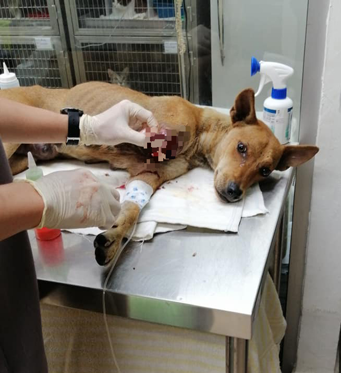 由于溃烂的伤口受到严重细菌感染，“铁线狗”只能截肢保命。（照片由受访者提供）