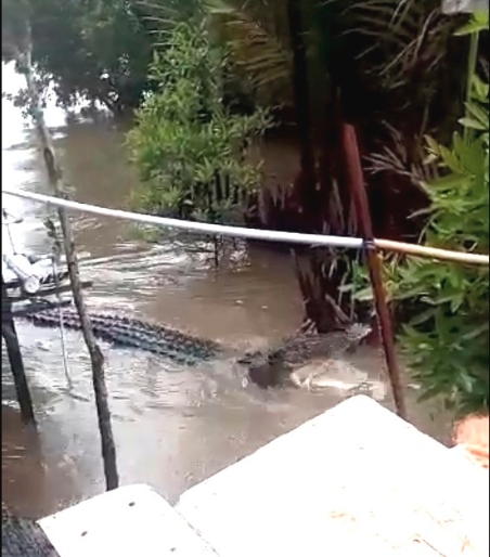 在印尼西加里曼丹的桑高省达央河下流，一只巨鳄在河水高涨时游向河边的木屋觅食。