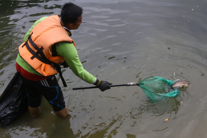 负责公园卫生的清洁工人一大清早即忙着将死鱼捞走。