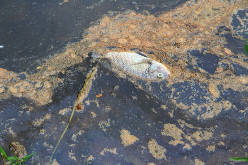 鱼只在湖水受到油迹污染下而陆续死亡。
