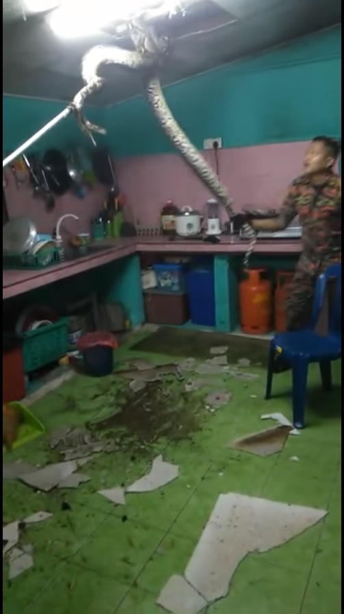视频显示，2名消拯队员正奋力将蟒蛇从天花板处拉下。
