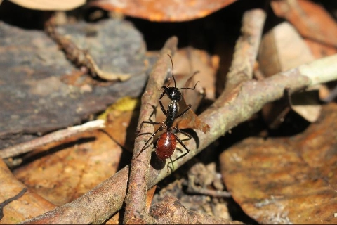 巨人弓背蚁的工蚁，正在清理身体。