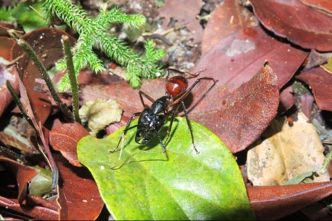 巨人弓背蚁的兵蚁，它除了比工蚁健壮，头部和大颚也特别硕大。