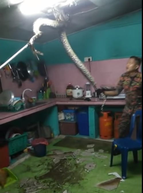 视频显示，2名消拯队员正奋力将蟒蛇从天花板处拉下。（图：星洲日报）