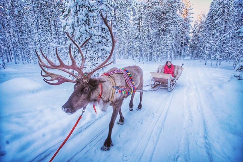 在圣诞老人村，最期待的除了见圣诞老人，就是坐驯鹿雪橇跟哈士奇雪橇，除了体验圣诞老人的交通工具之外，还可以欣赏拉普兰沿途美丽的自然风光，让人有着宛若置身与世隔绝仙境之中。