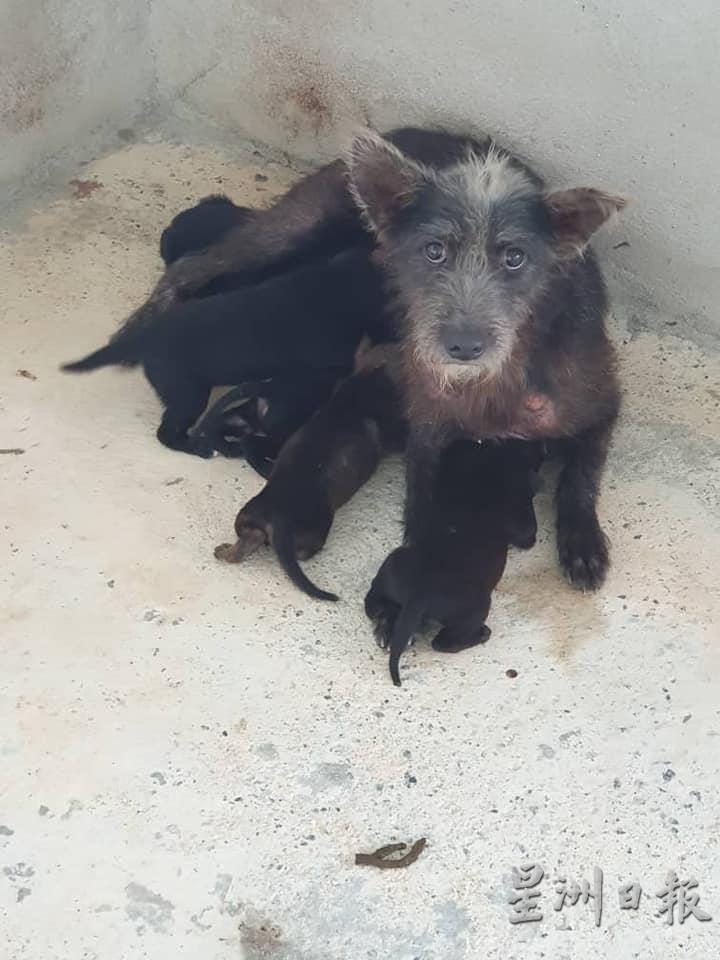 狗主不为狗只结扎还把它们丢弃在外是导致市内流浪犬有增无减的主因。