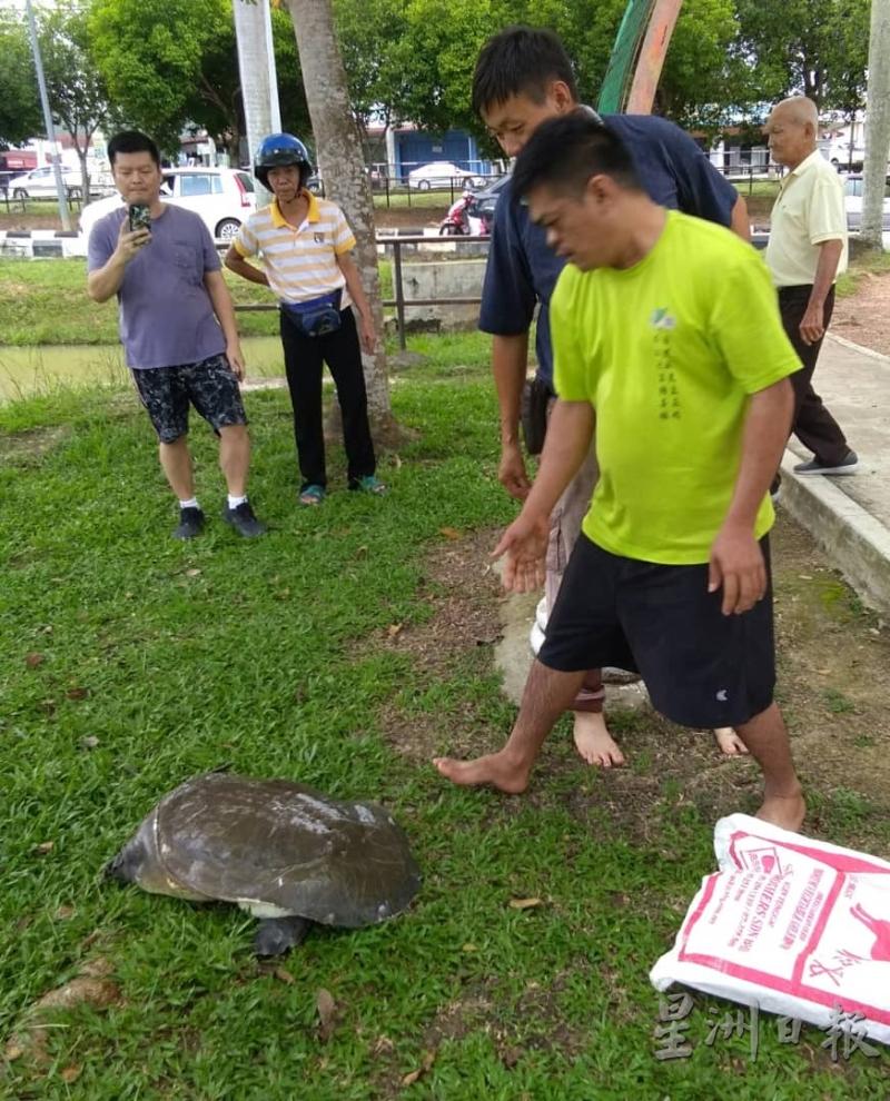 水鱼被救上来后惊慌四处窜爬，右起为郑元添及林营。