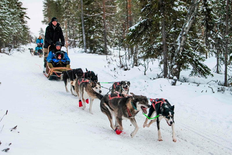 外国游客偏爱体验哈士奇犬拉雪橇，惟它们的存在已对当地的驯鹿构成威胁。（法新社照片）