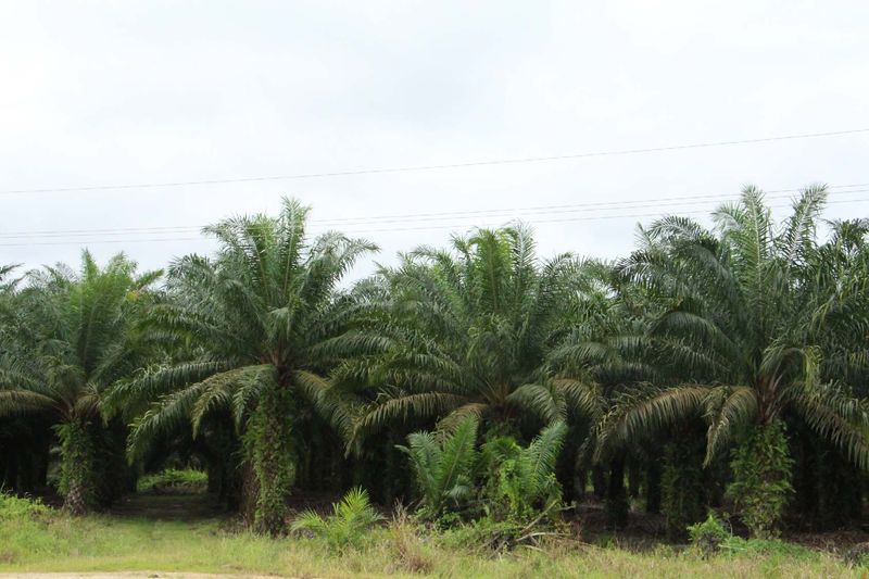 目前伦乐县种植农作物包括胡椒、南瓜与辣椒等众多农作物当中,油棕是出口为多的农作物。
目前伦乐县种植农作物包括胡椒、南瓜与辣椒等众多农作物当中,油棕是出口为多的农作物。