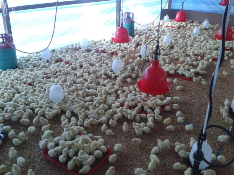 雨季怕小鸡受冻，需要铺上木糠，使用煤气控制室内温度。