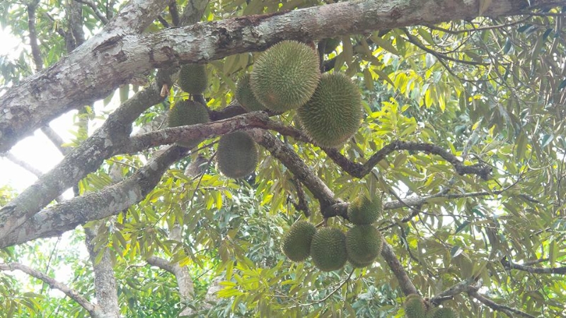 进入雨季，榴梿树上一些较小的果实会不堪下雨而掉落。