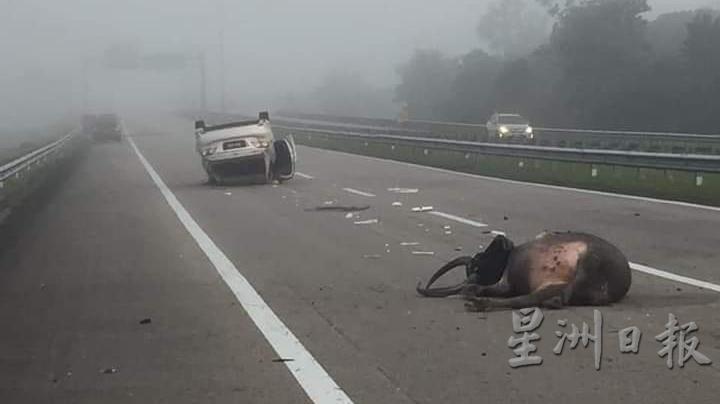 水牛忽然越过大道，被闪避不及的轿车撞死，也导致3辆轿车发生意外。