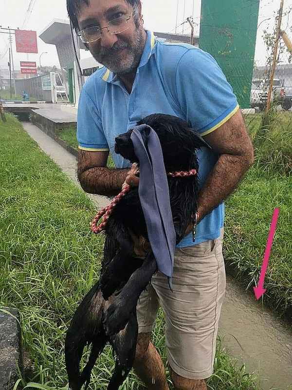 罗斯里冒雨从沟渠救出受伤的母狗。