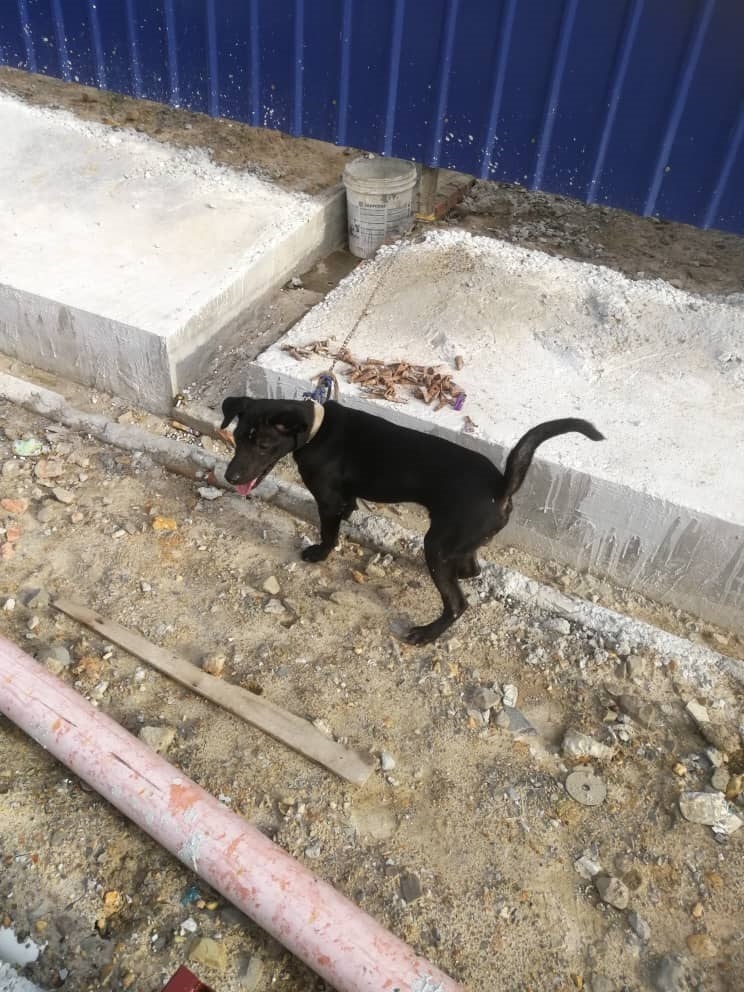 被作为建筑工地“看门犬”的小黑狗JOJO，长时间被绑在户外日晒雨淋，在罗斯里拯救下，终于可以自由行动，不再受限制。