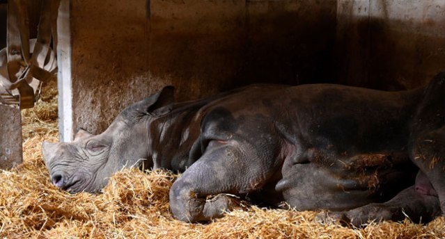 雌黑犀牛佛斯塔上周五在保护区内据信因自然原因死亡。（互联网照片）