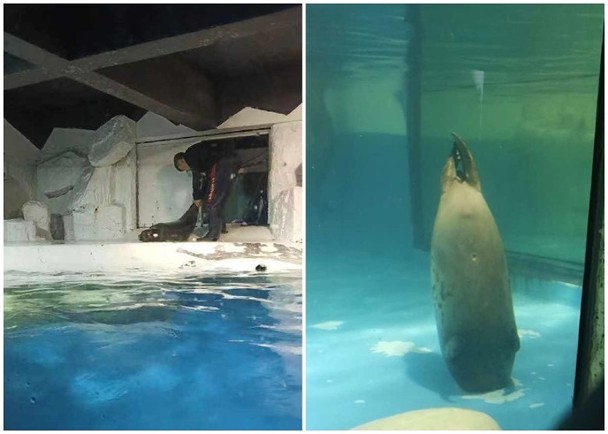 斑海豹被吸入滤水系统（图右）；工作人员事后将其打捞拖走（图左）。（互联网照片）